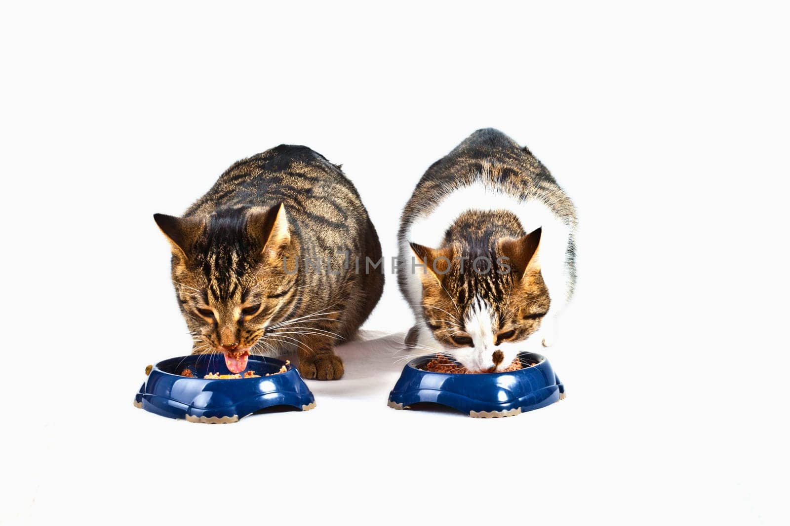two hungry cats have their meal