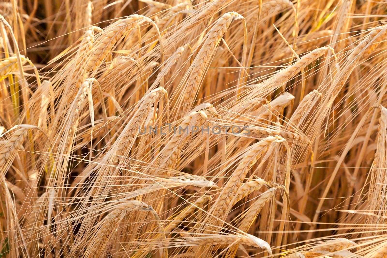 corn field detail before crop