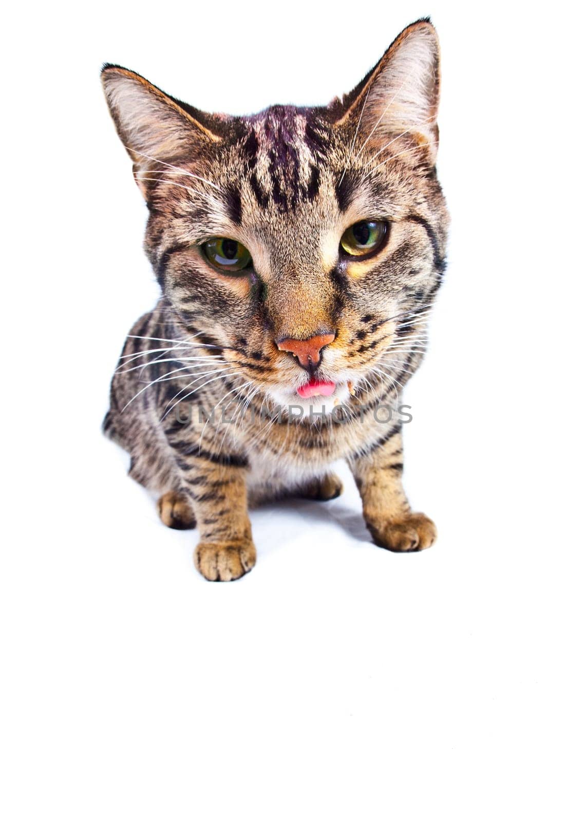 hungry cat eating from the food bowl