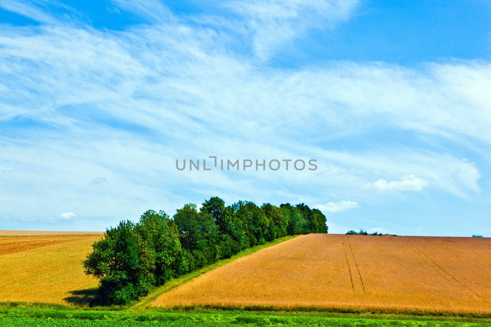 landscape with row of trees in a farming area under blue sky