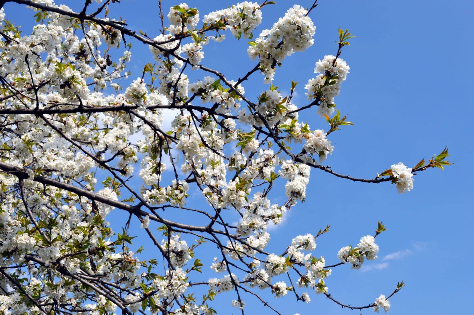 Cherry tree flowers, plant of genus Prunus