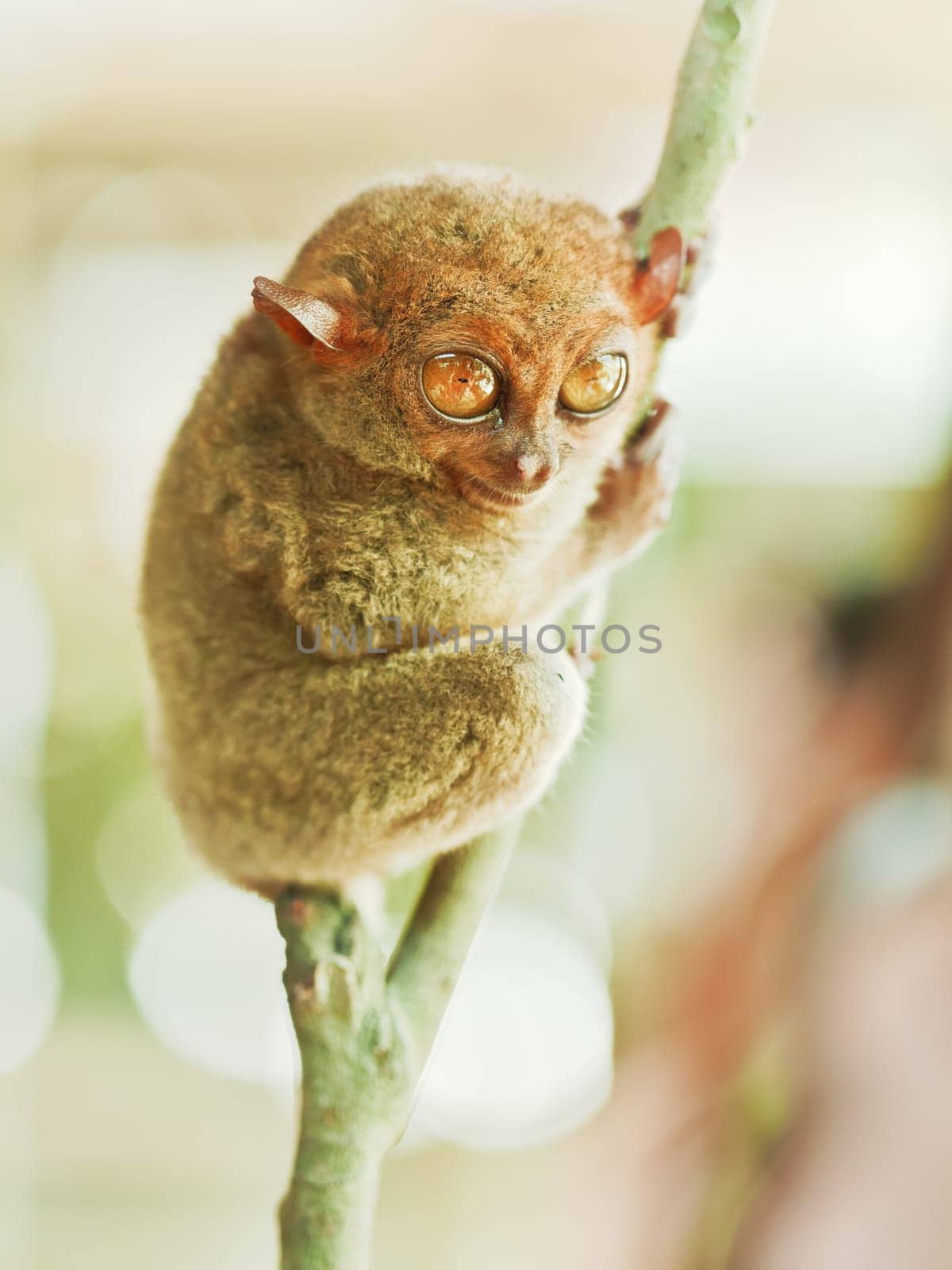 Funny Philippine tarsier (Tarsius syrichta). Bohol. Philippines