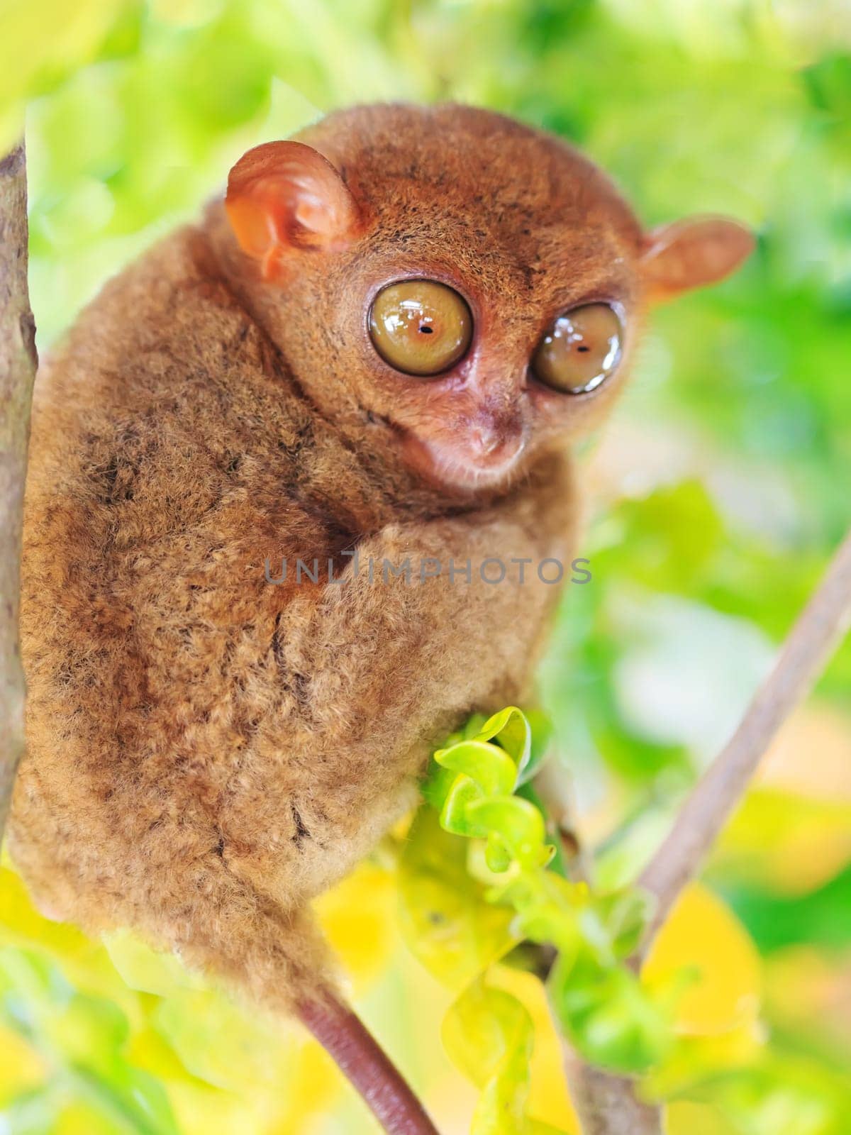 Funny Philippine tarsier (Tarsius syrichta). Bohol. Philippines