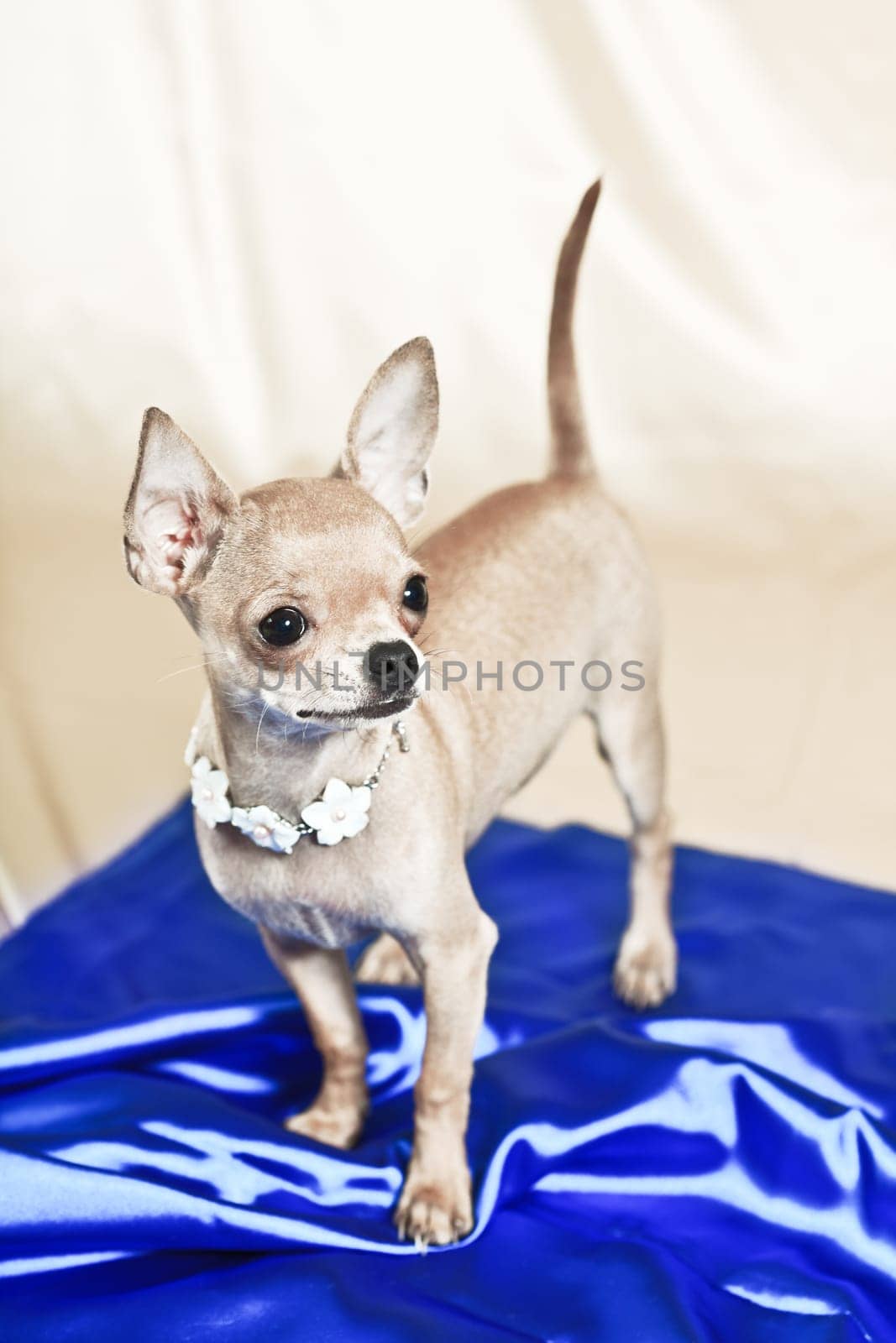 Funny Chihuahua puppy. The smallest breed of dog