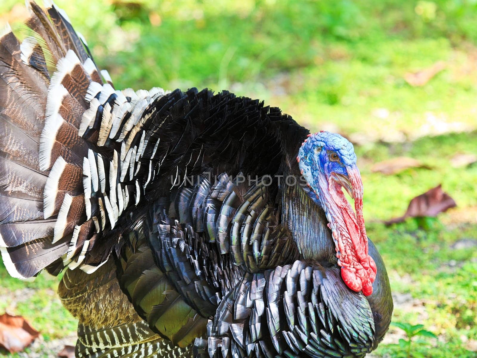 Male turkey. Green grass on the background