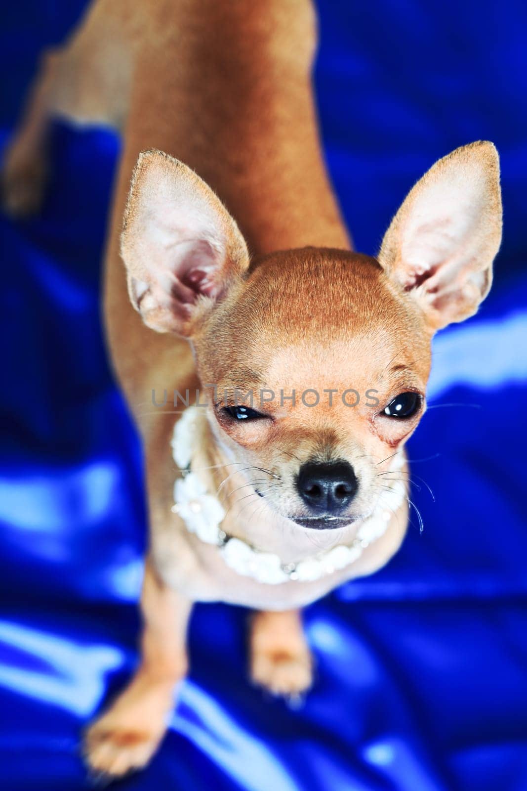 Funny Chihuahua puppy. The smallest breed of dog