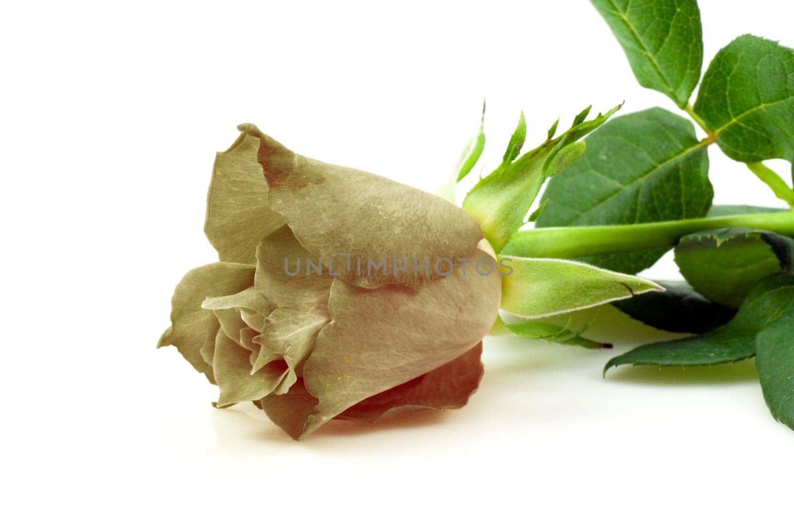 single black rose isolated on white background