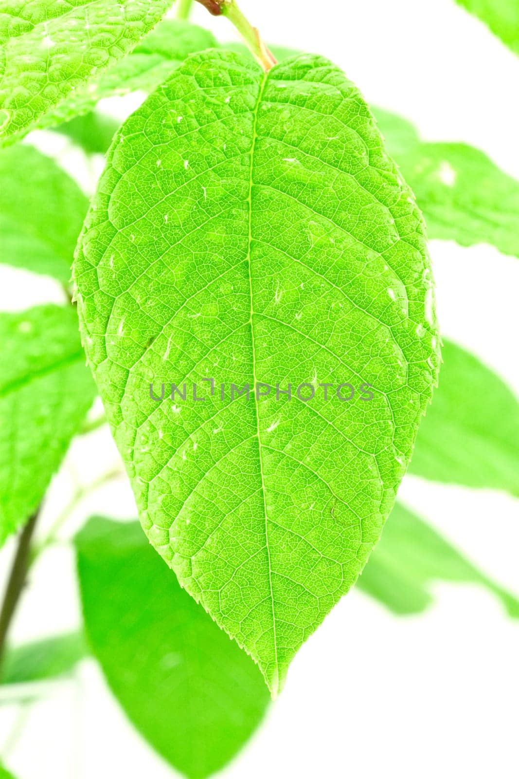 close-up of a green wet and bright leaf