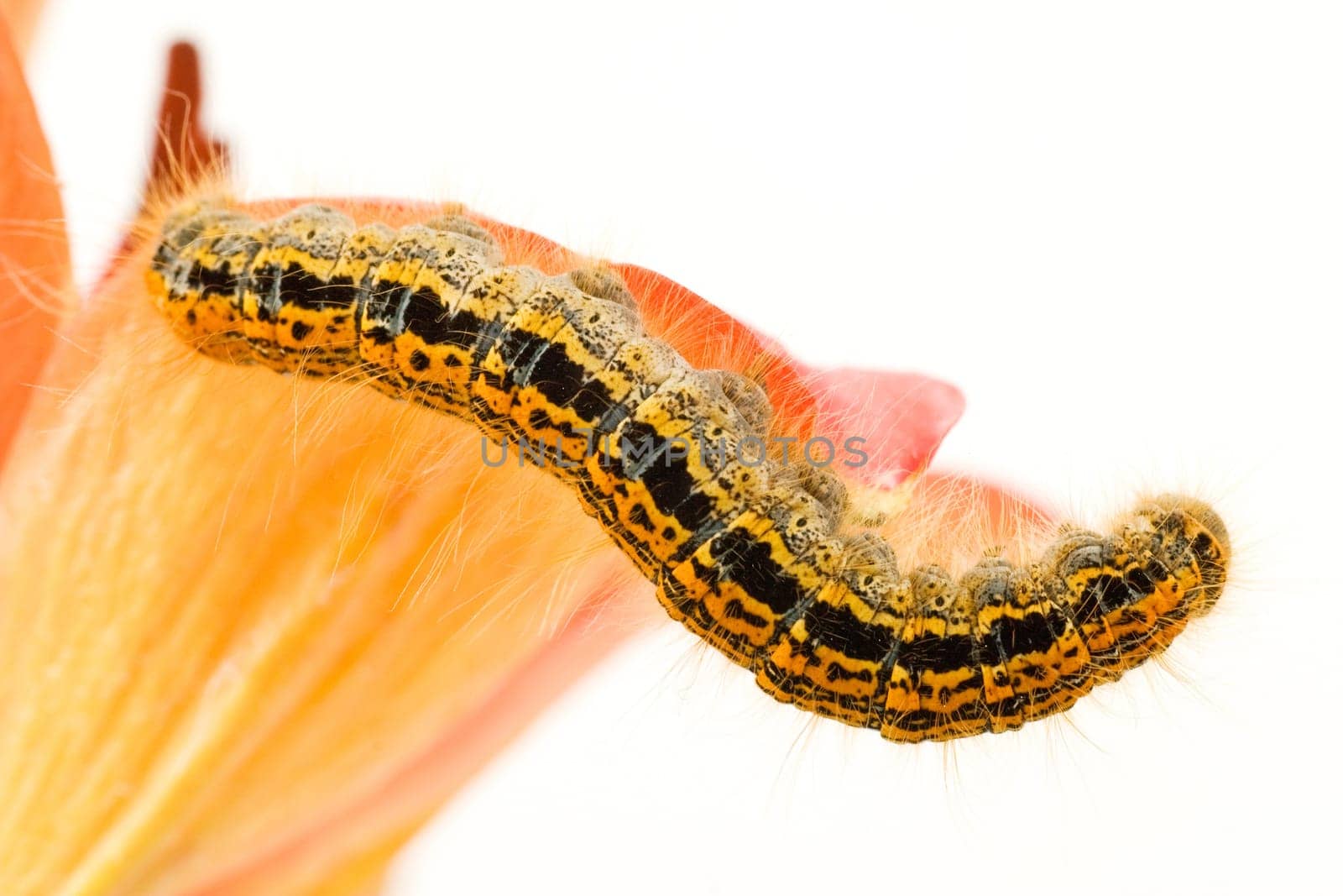 colorful caterpillar on flower,isolated over white