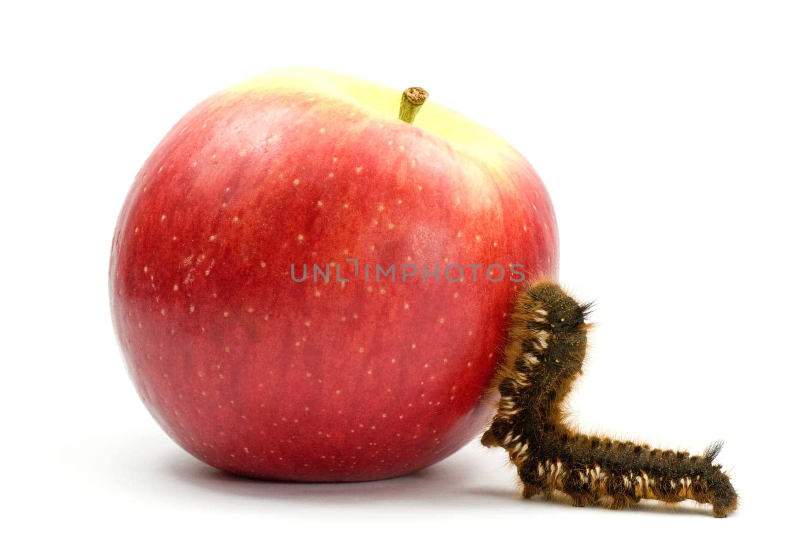 brown hairy caterpillar climb to the apple