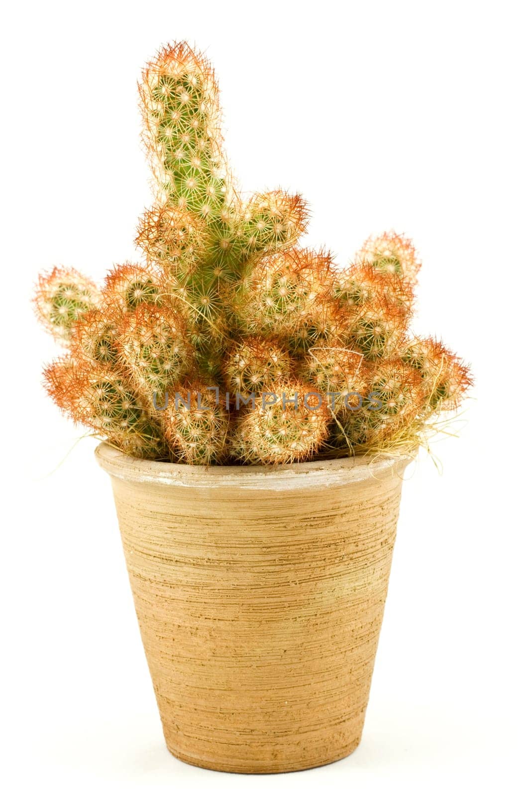Green spikey cactus in a plant pot