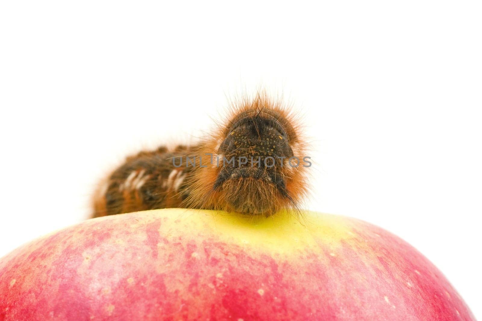 close-up of caterpillar on the red apple,over white
