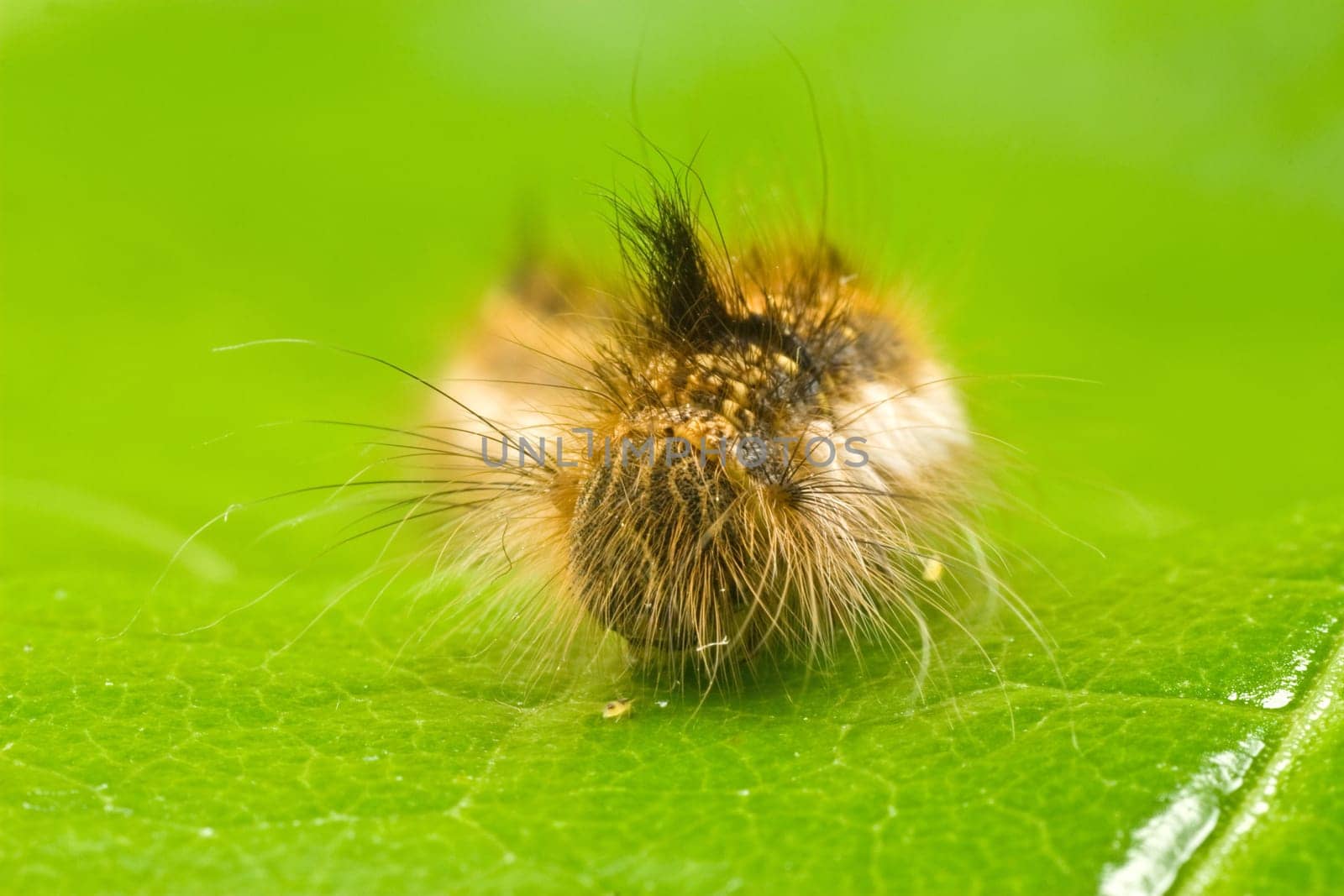 close-up of a caterpillar on a green leaf