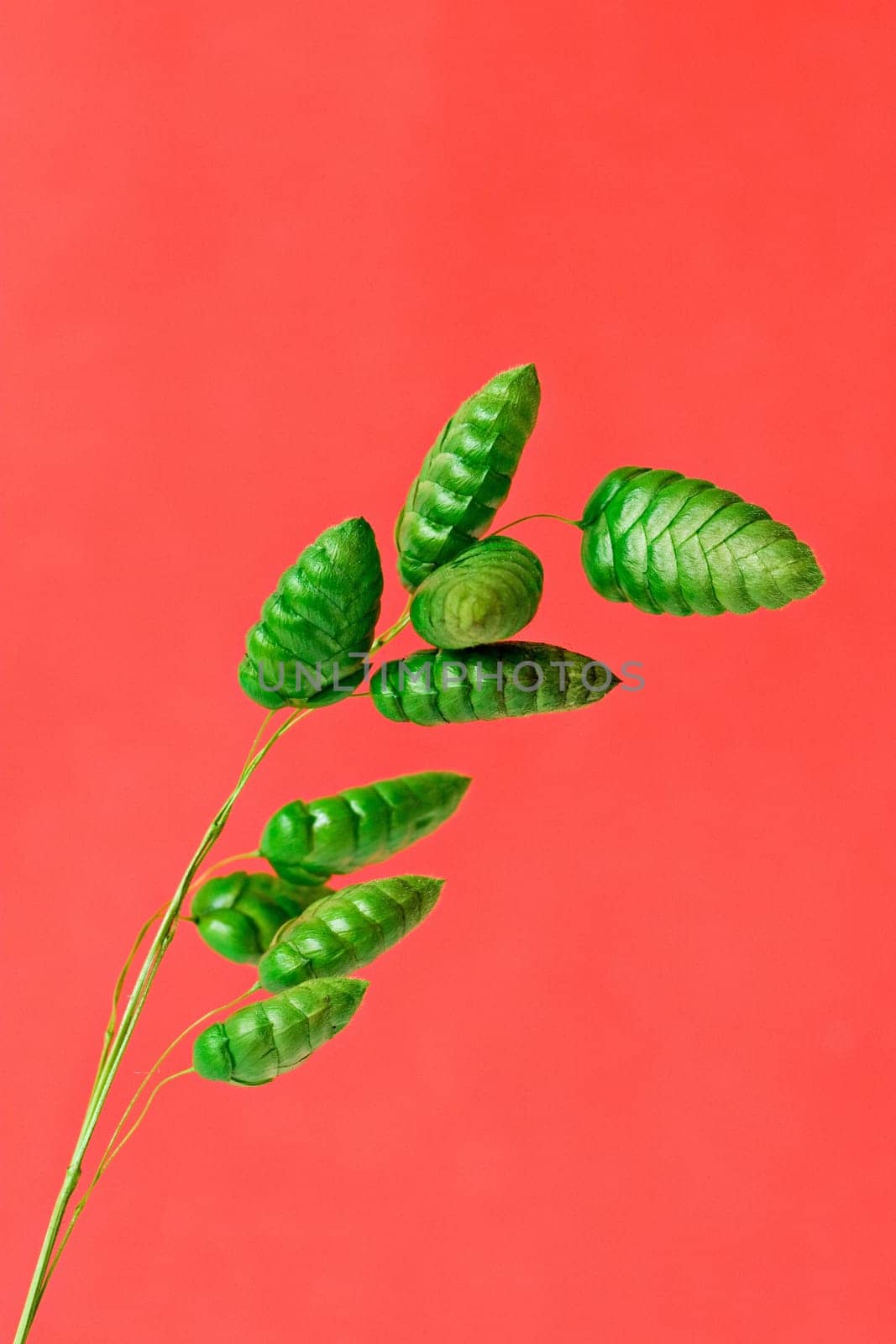 close up of green plant,isolated on red background