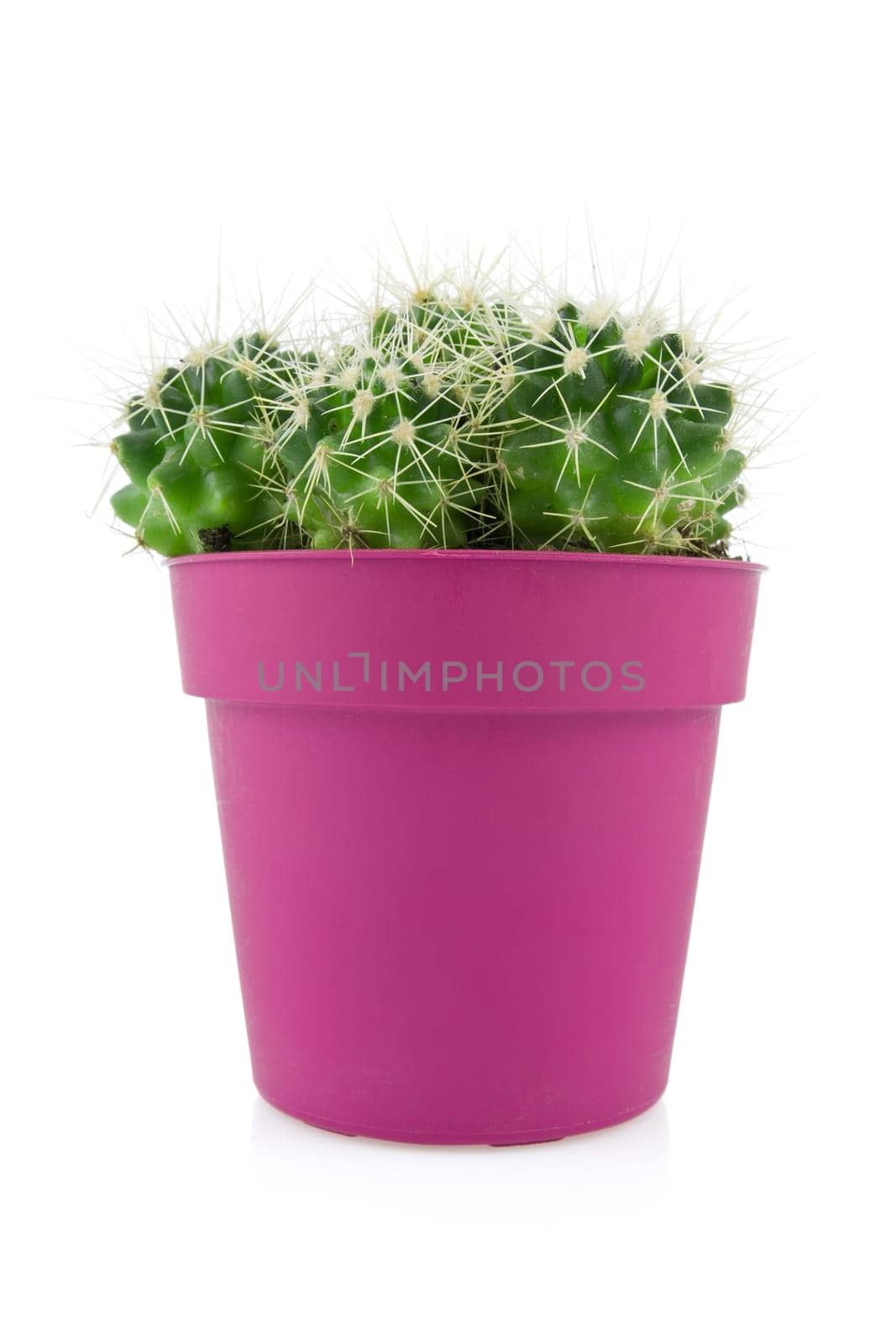 cactus in a purple pot isolated on white background