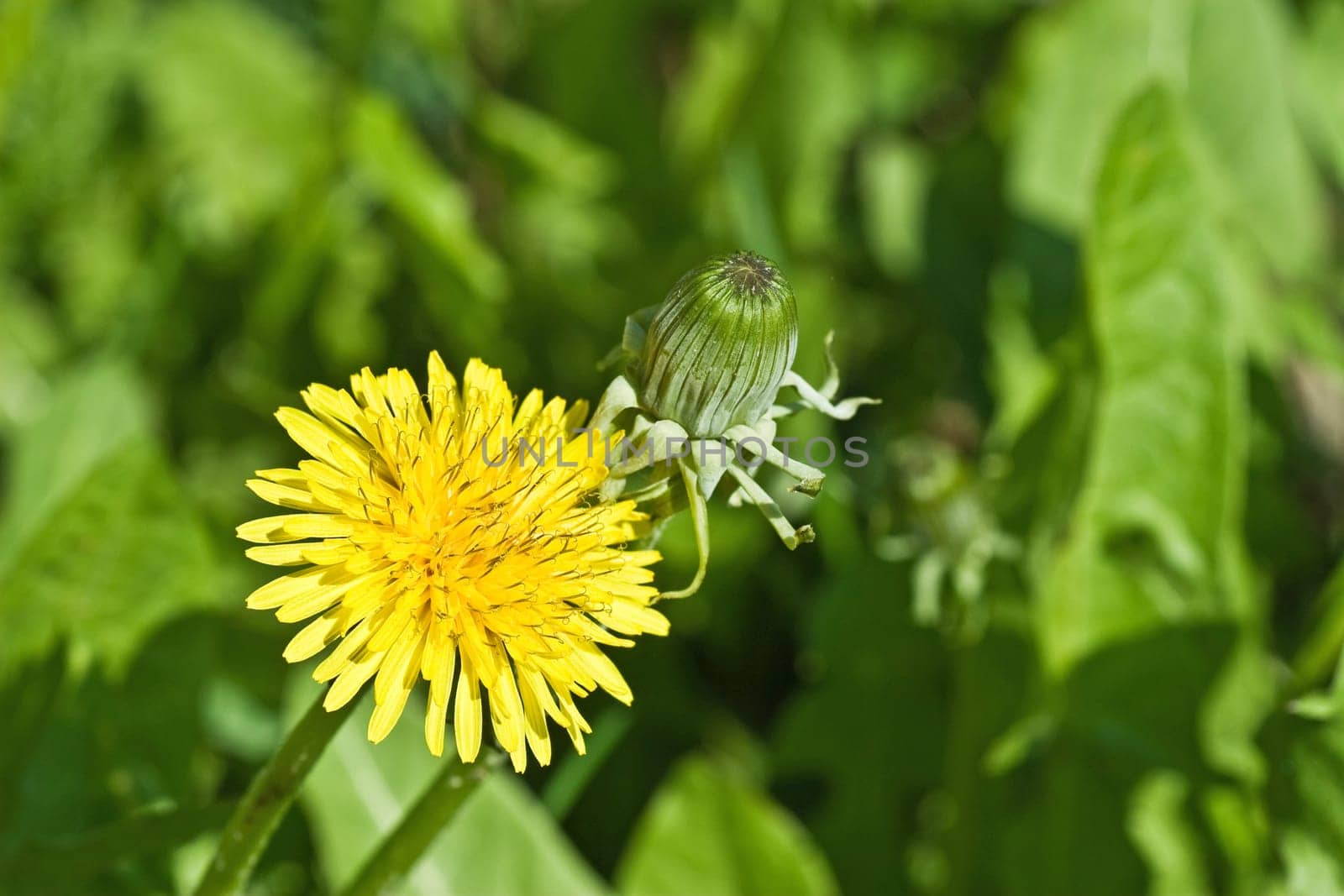 two dandelions in a green grass field