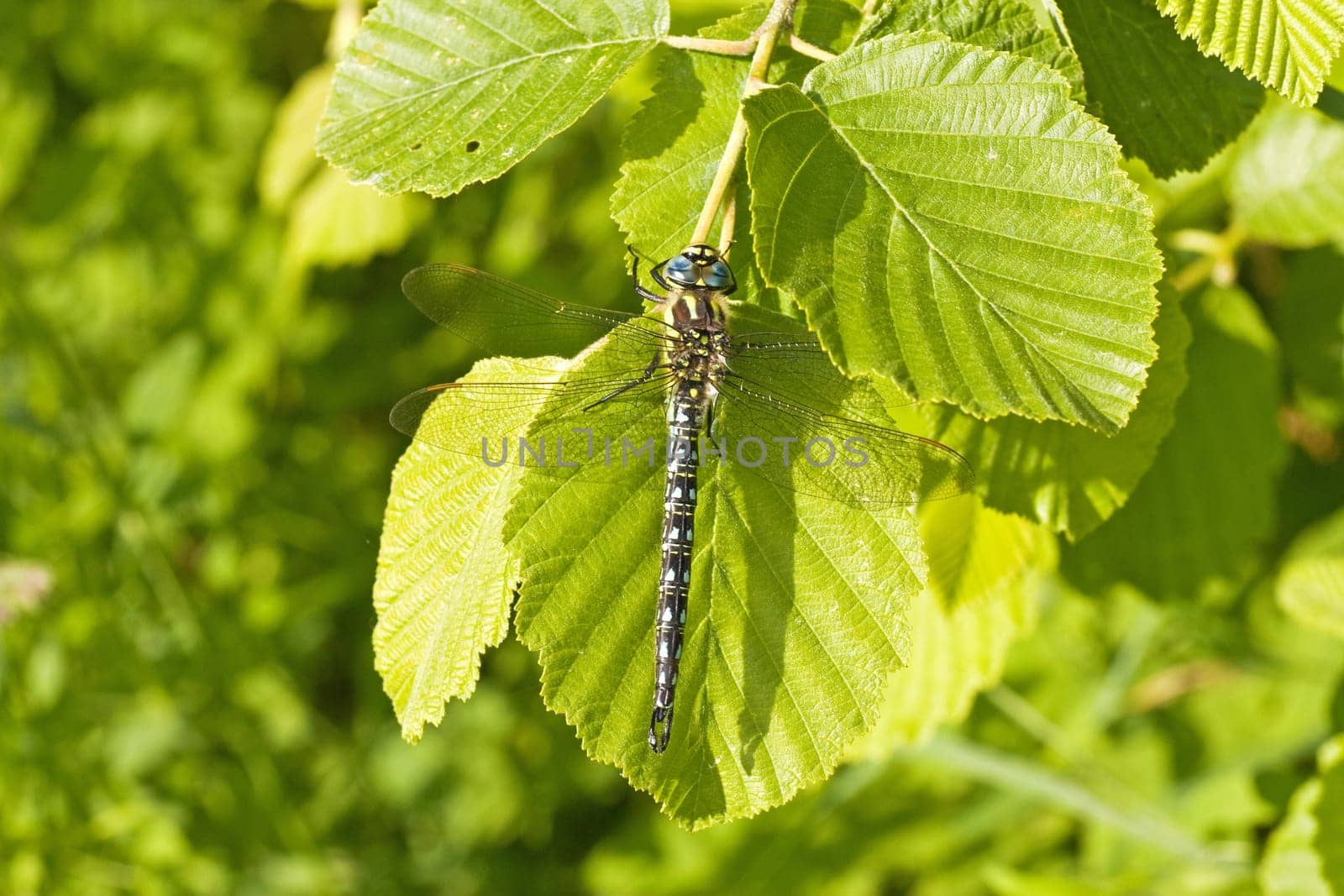 dragon fly sitting on a green leaf