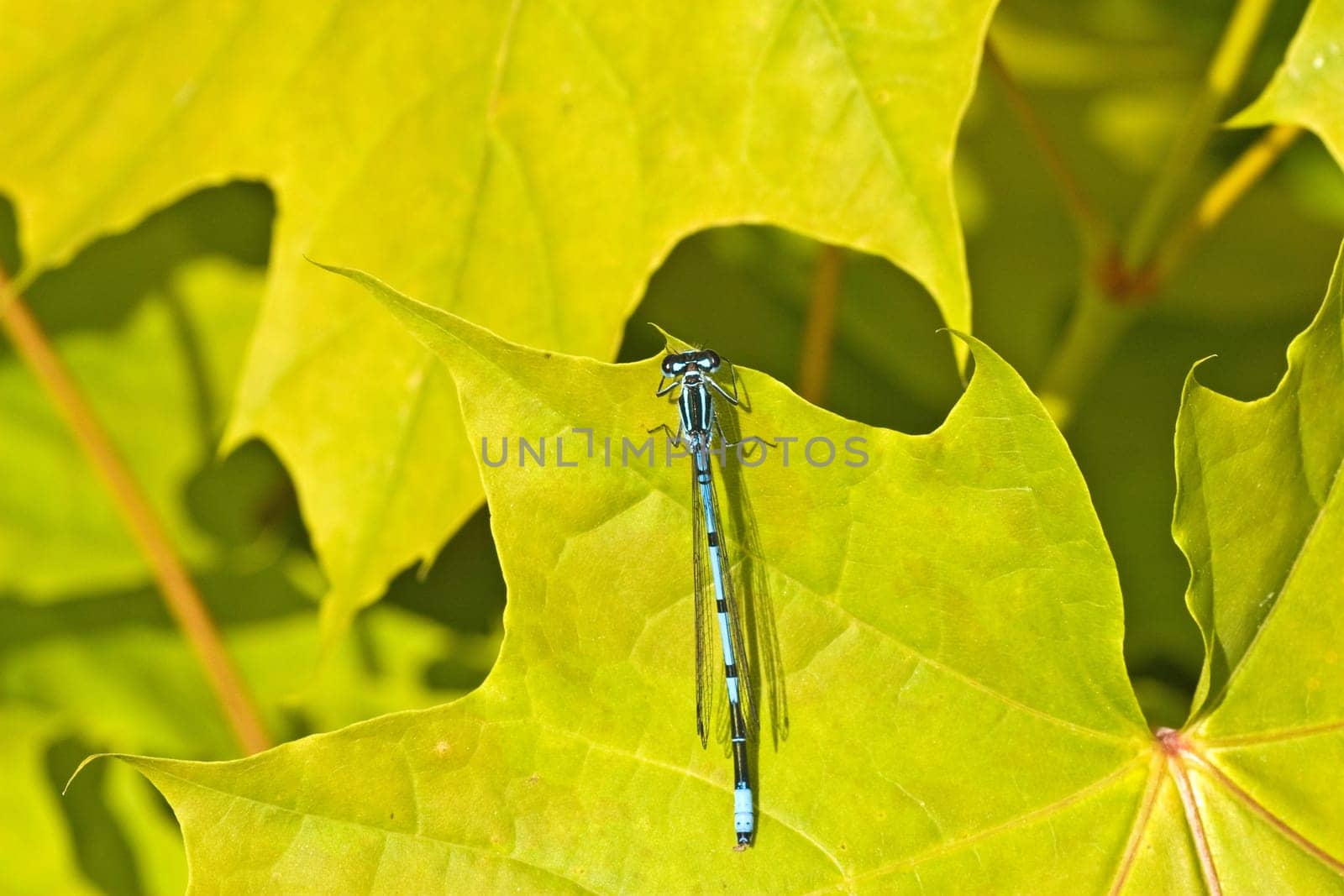blue dragon fly sitting on a green maple leaf