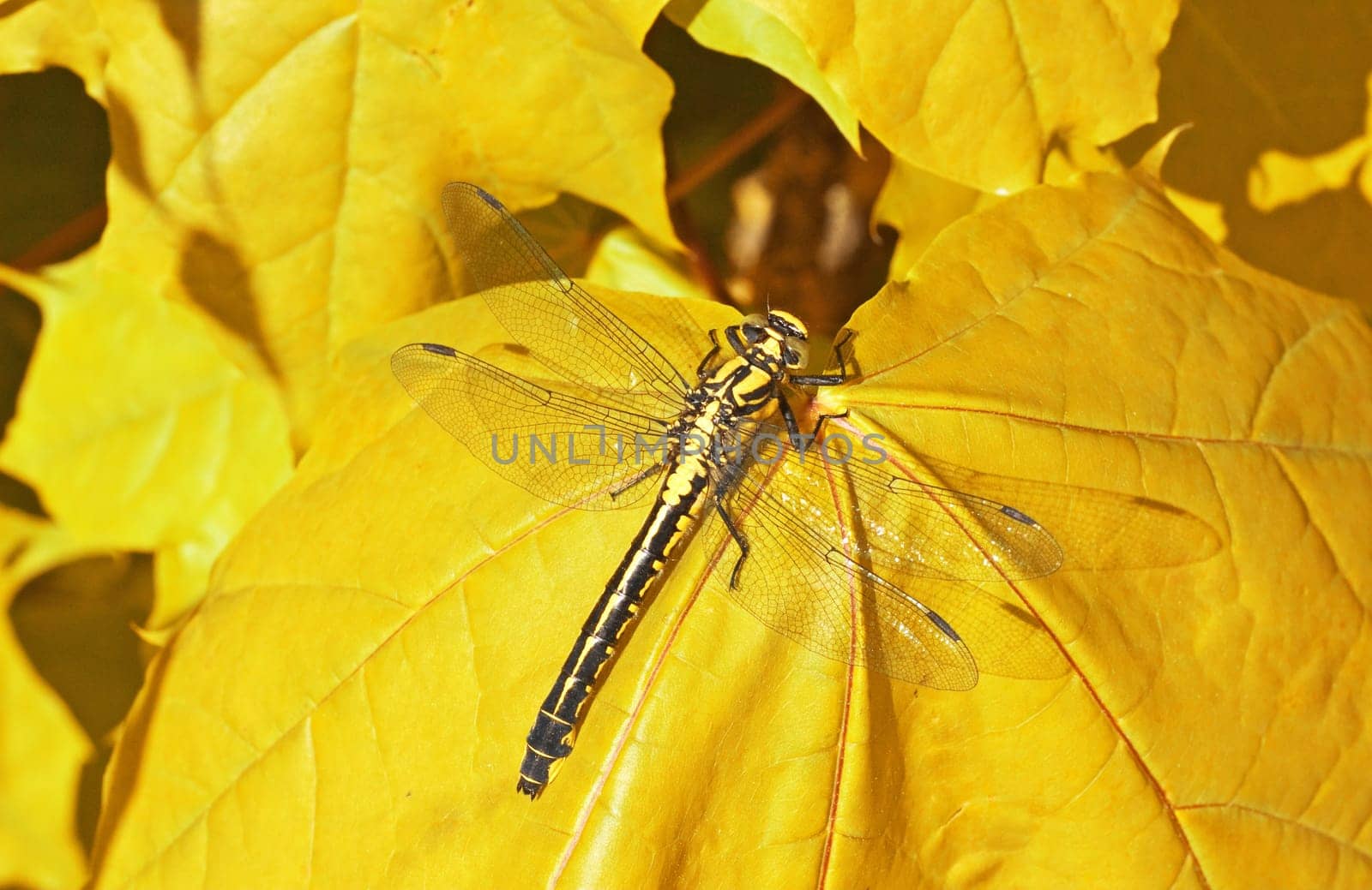 dragon fly sitting on a yellow maple leaf
