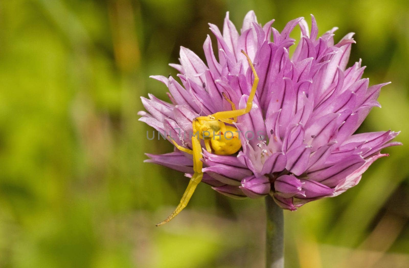small yellow spider sitting on purple flower