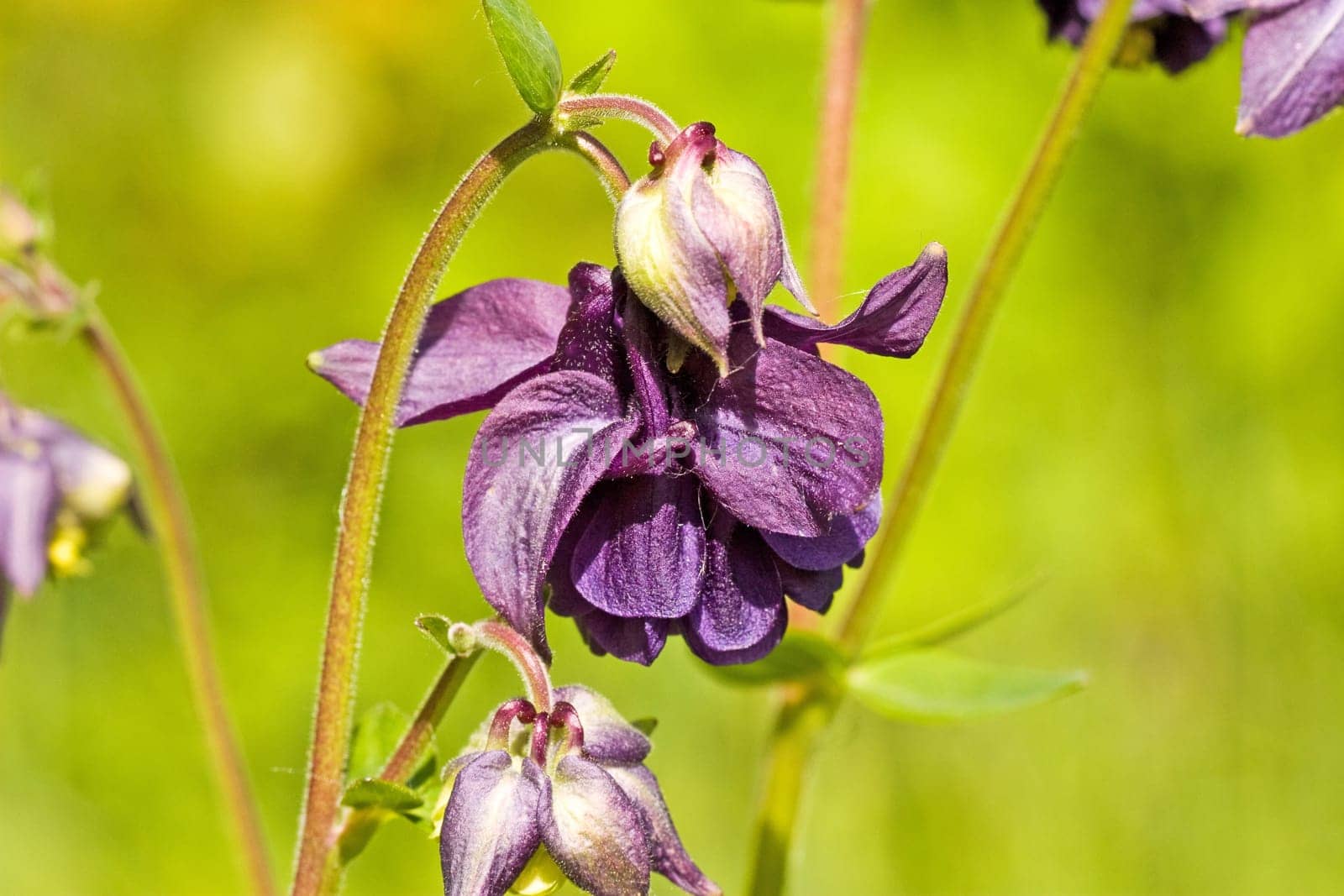 violet flowers on a green summer field