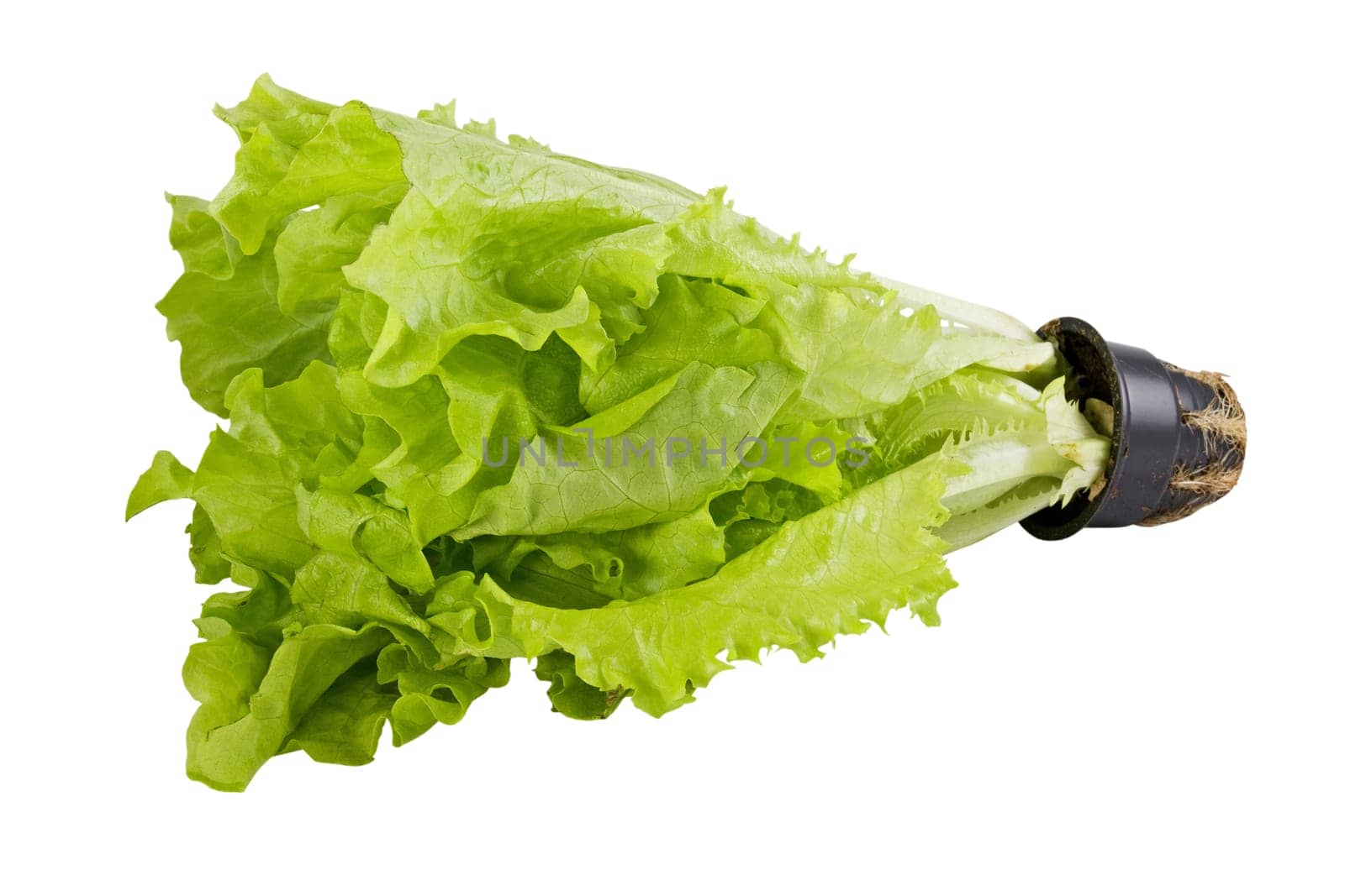 Fresh green lettuce isolated on white background