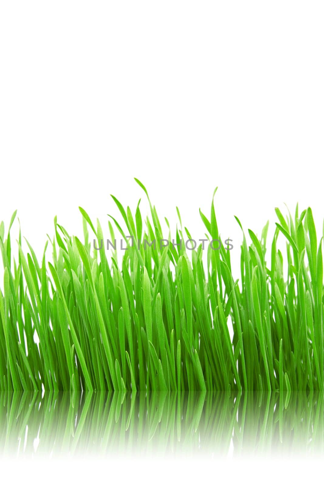 green grass with reflection on white background