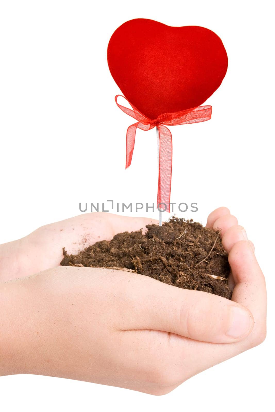 hands with soil and growing heart. isolated on white