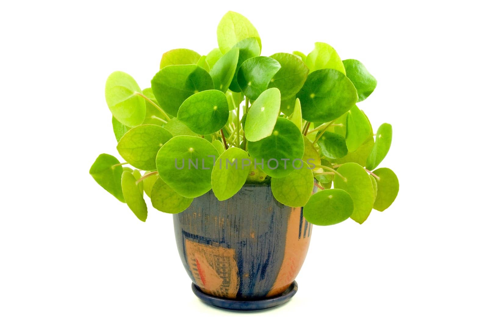 house plant "pilea"" isolated on white background"
