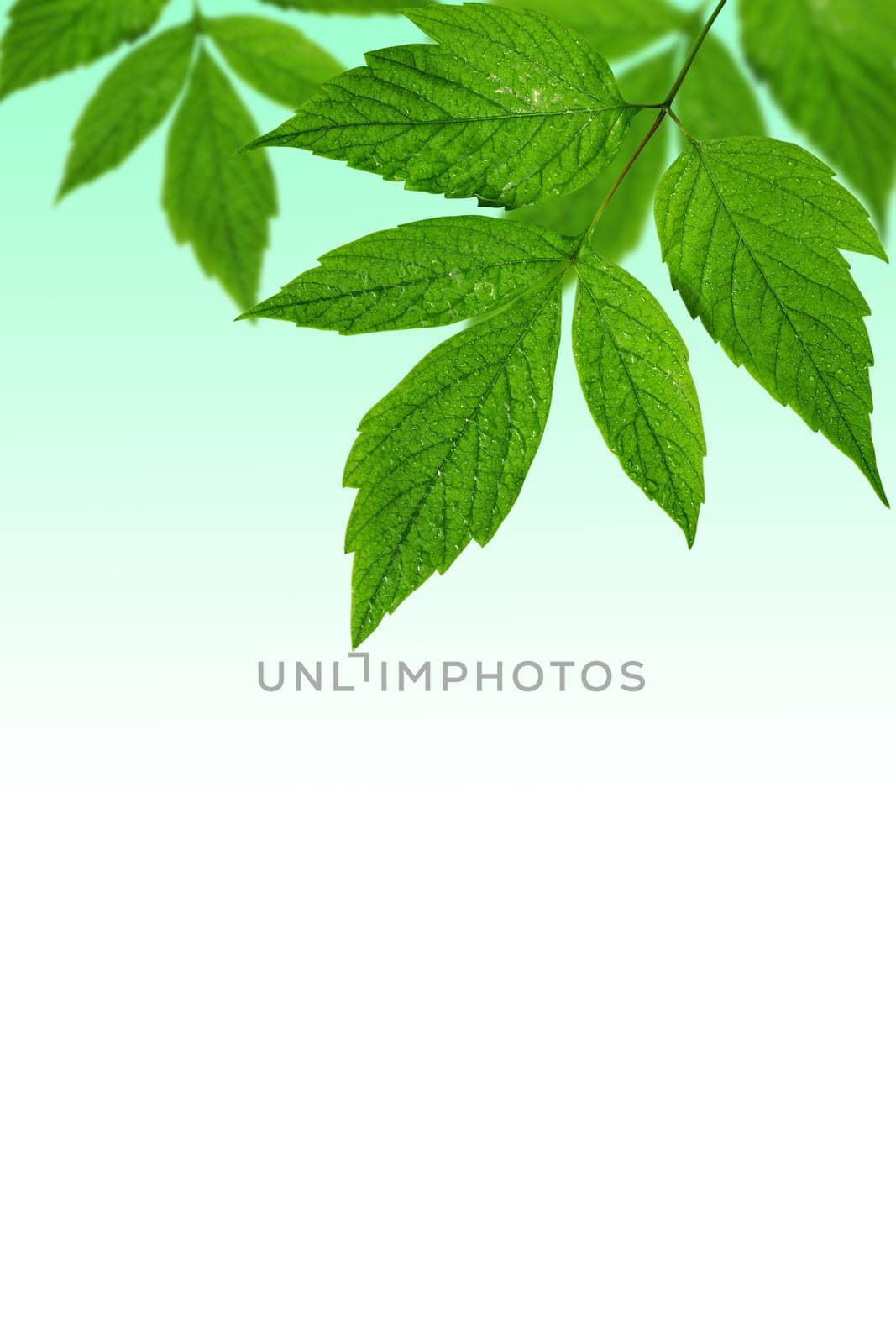 green leaves background with copy-space for text
