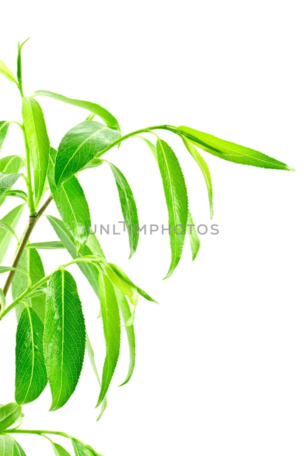 green leafy plant isolated over white background