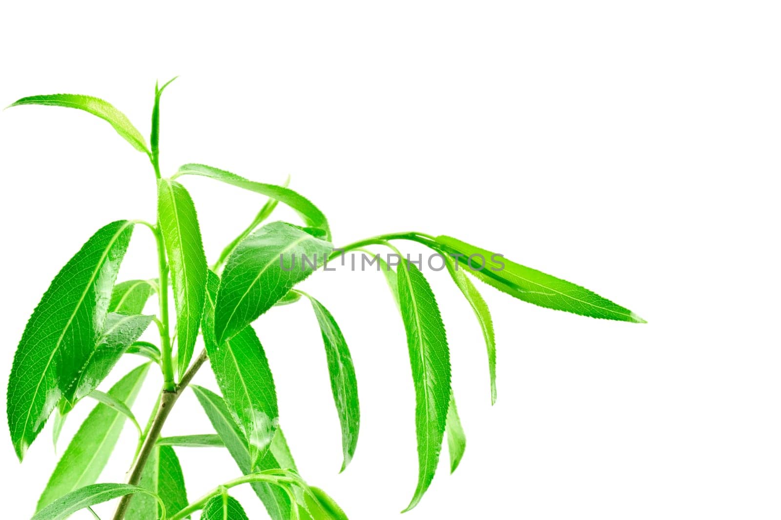 green leafy plant isolated on white background