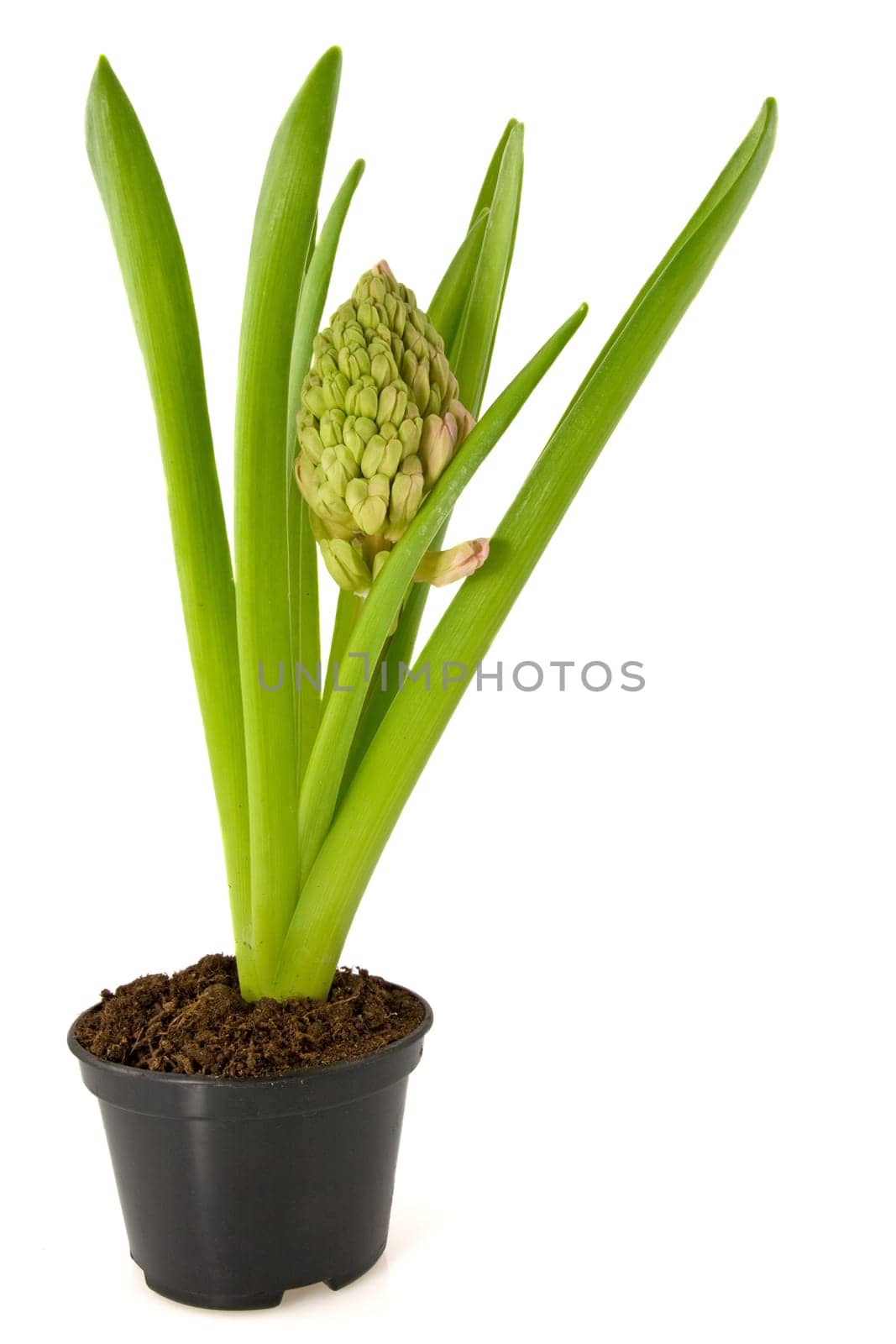 Hyacinth flower in black pot over white background