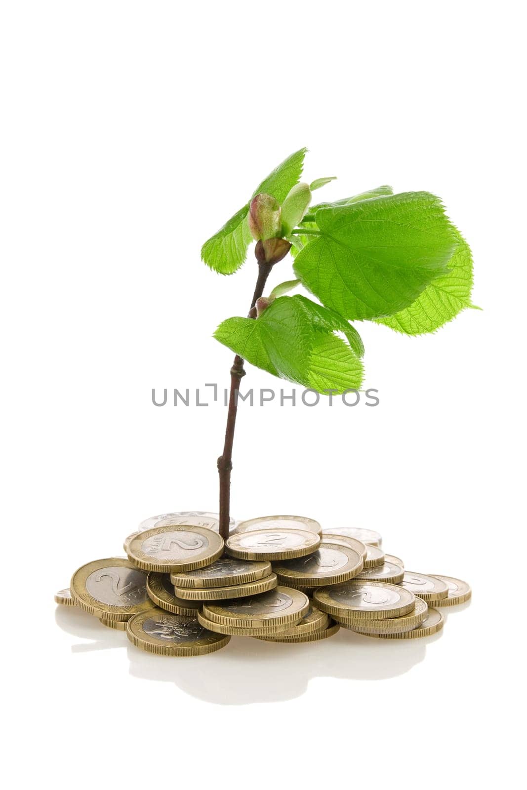 Green plant growing from the coins. Money financial concept.