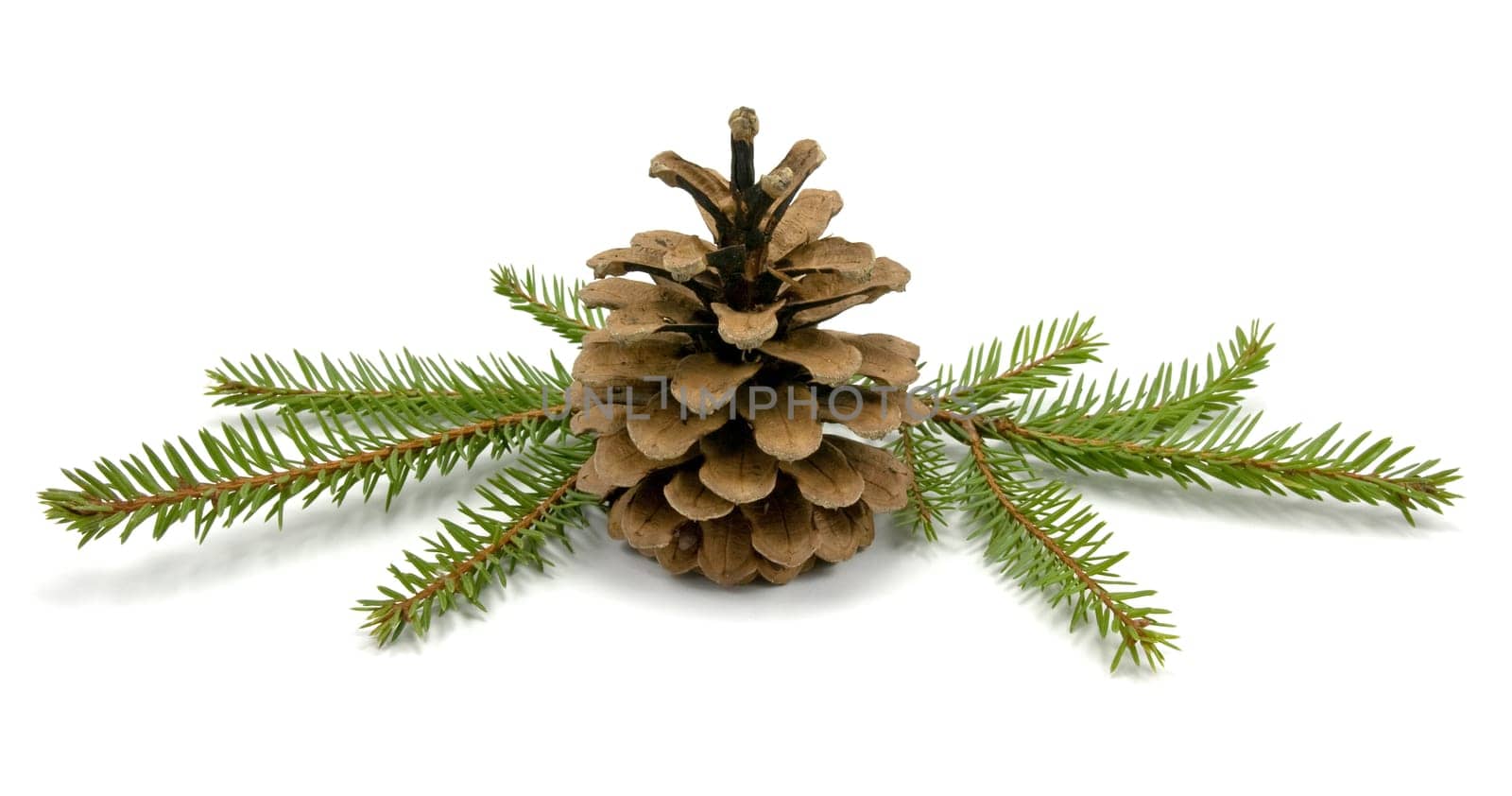 Pine Cone and fir branches. isolated on white