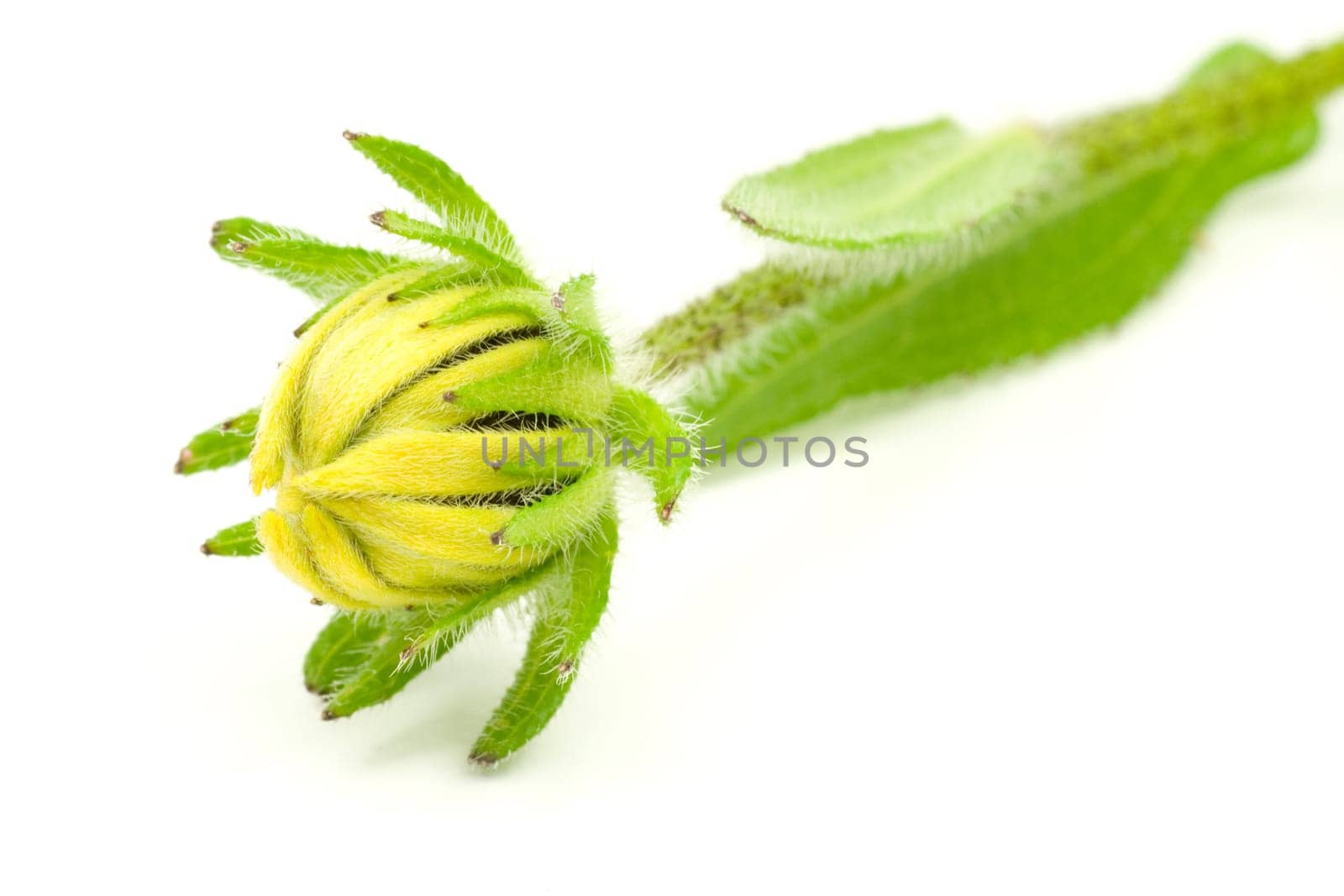 green plant with yellow bud ,isolated on white