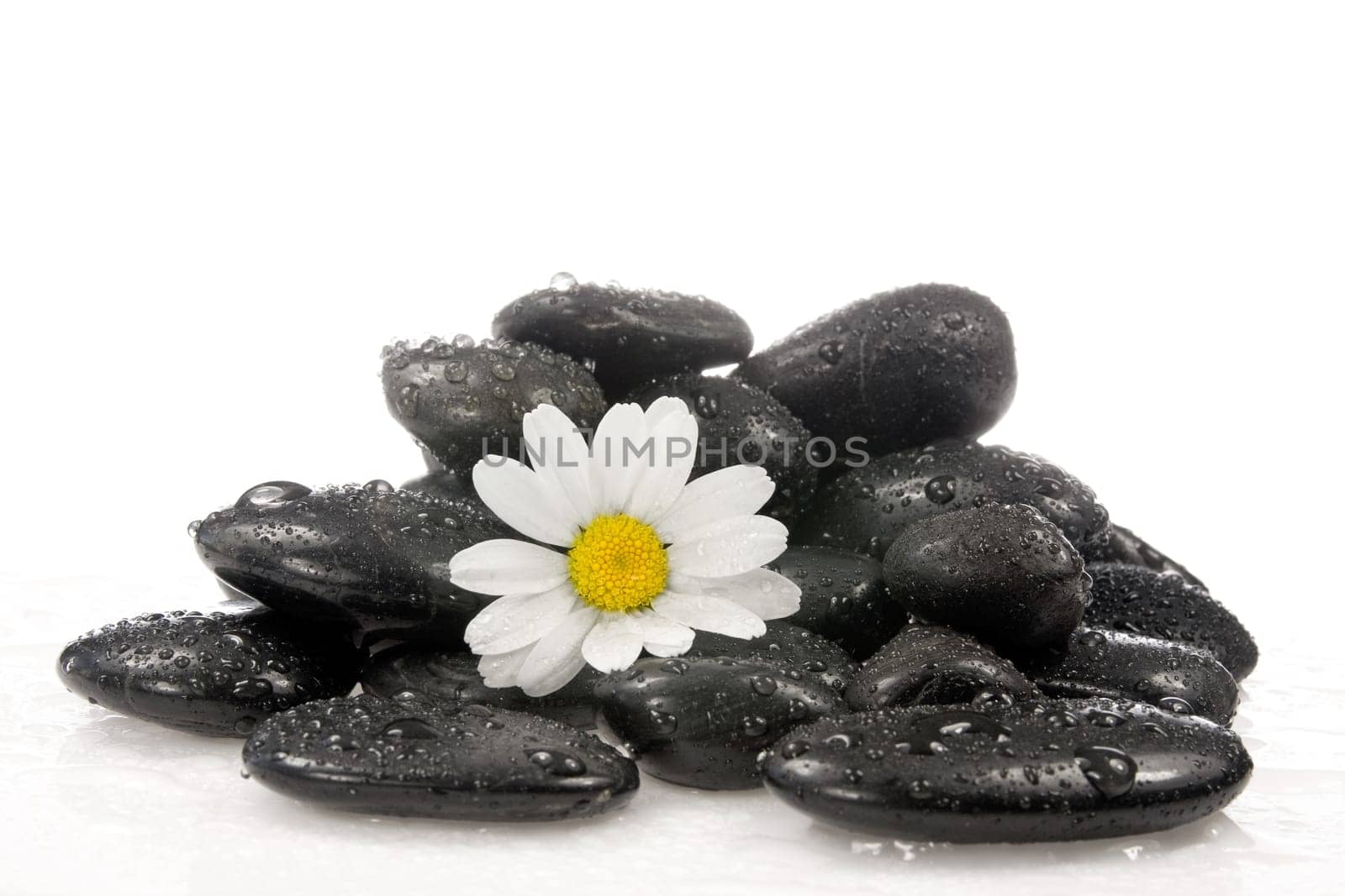 spa stones with a white daisy flower