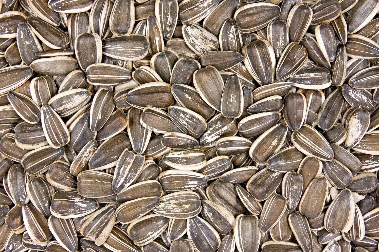 close up background of dried sunflower seeds