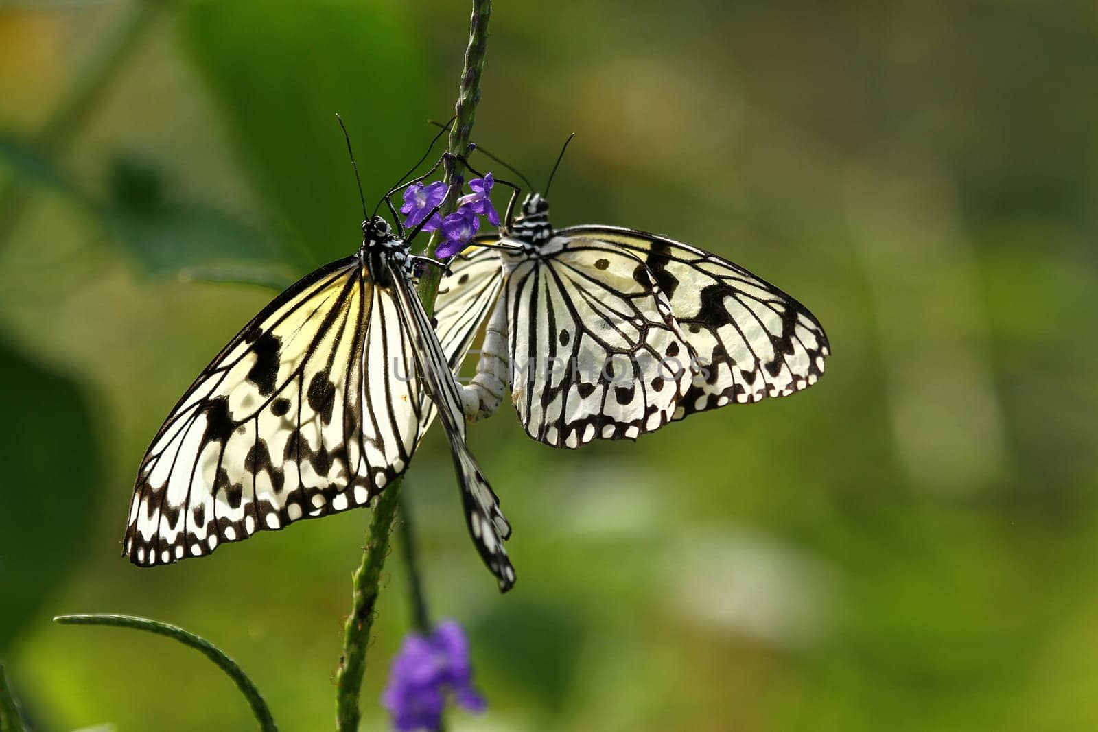 Tree Nymph Mating