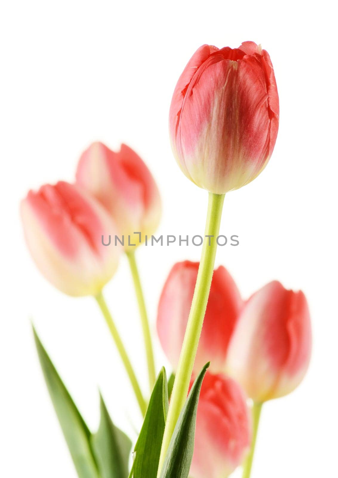Tulips on white background. Tulipa