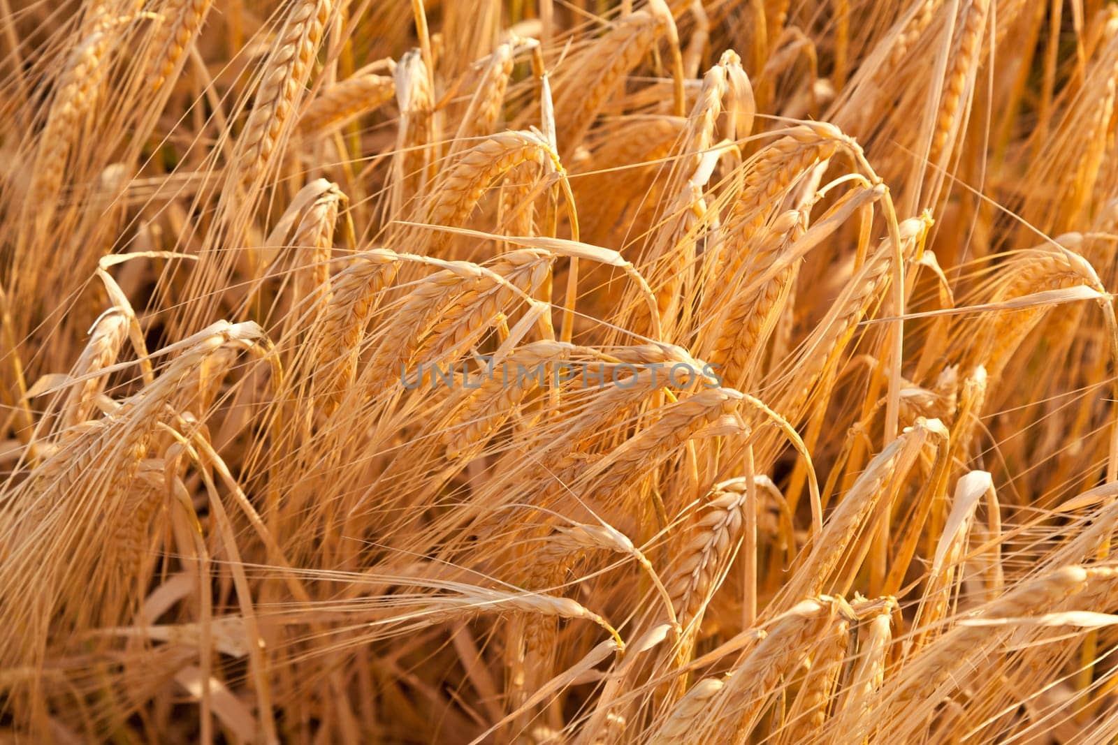 corn field detail before crop
