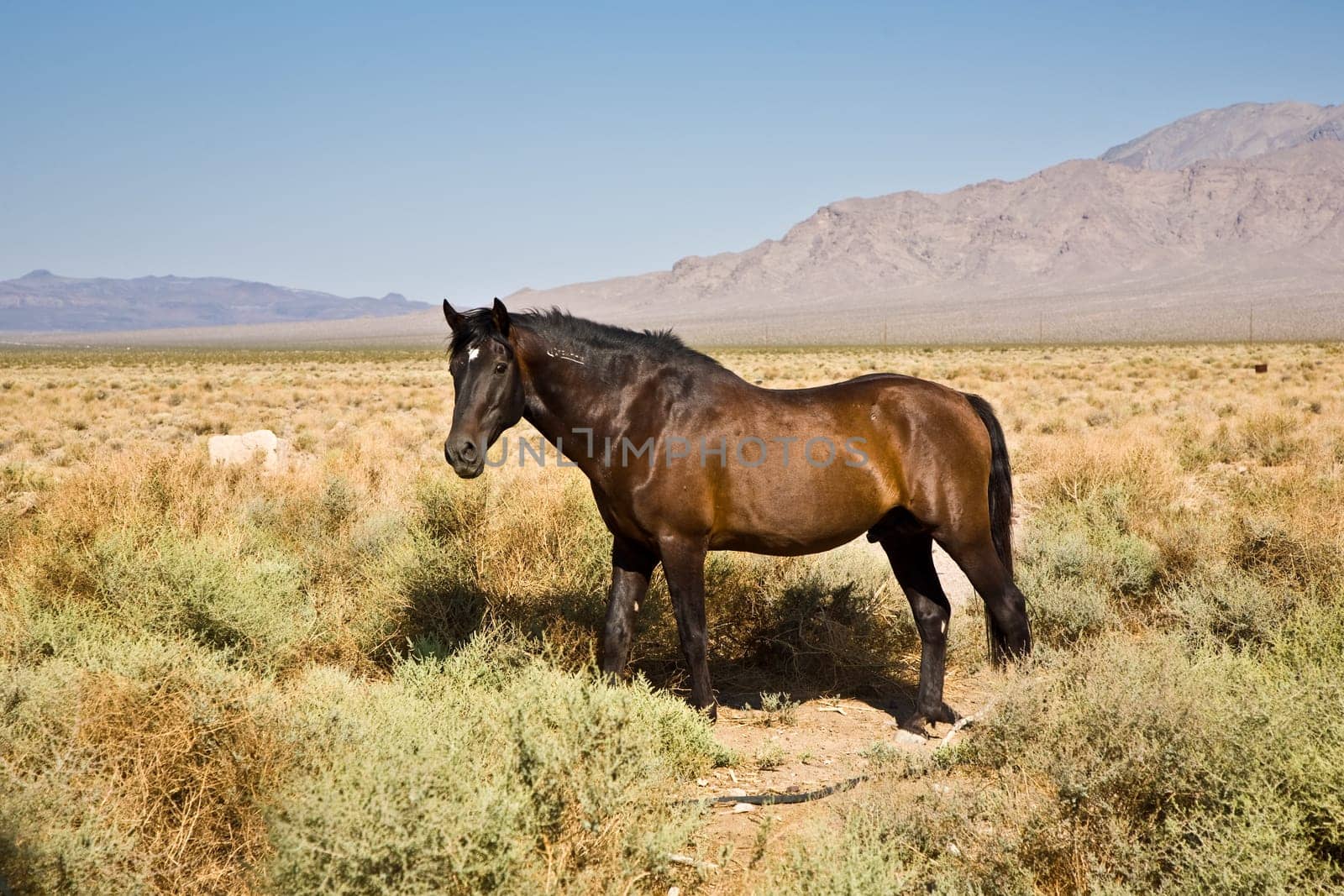 wild horses in the prarie in the old  abandonned small village of Death valley junction,  an old Borax Mining  east of the Death valley