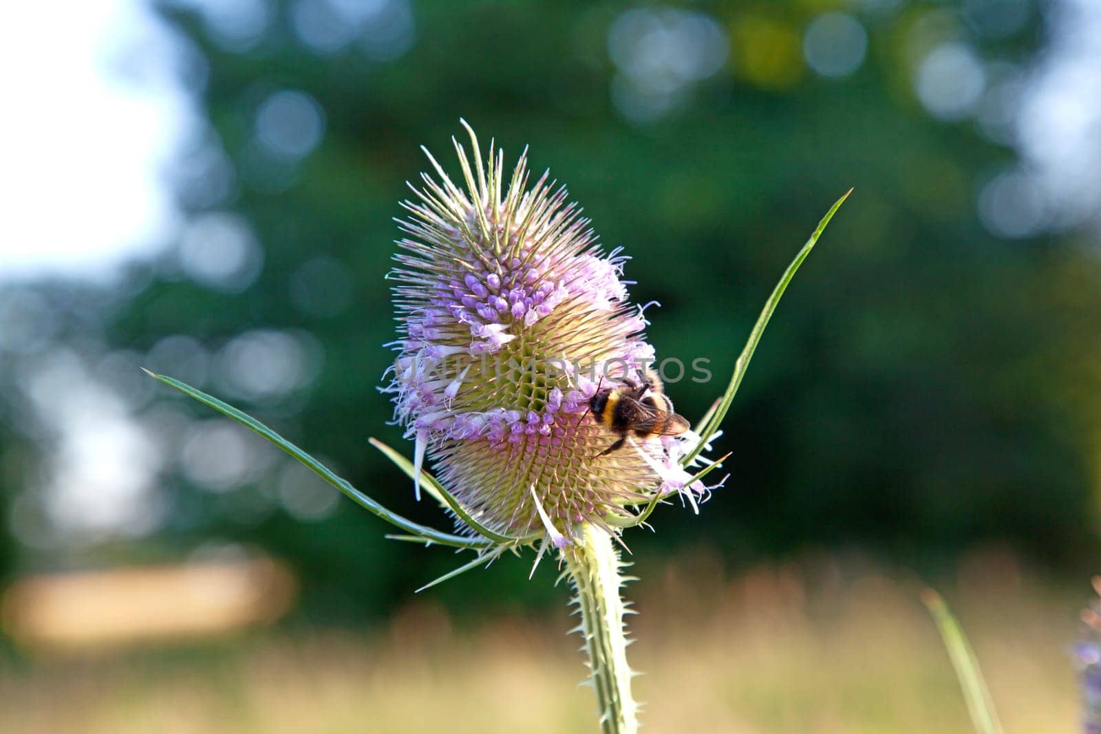 beautiful thistle in wild flower meadow with bee