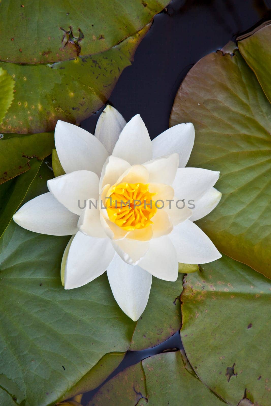 Japanese white lotus water lily in lake