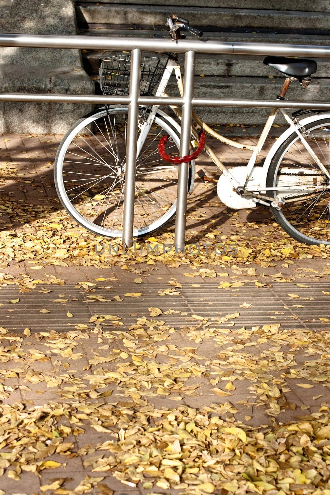 Bike parking on the dried leaves carpet