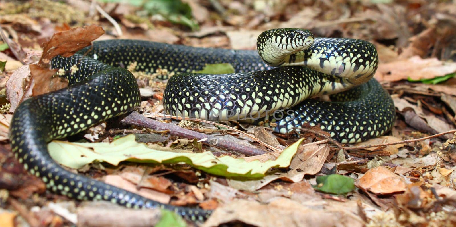 A Black Kingsnake (Lampropeltis getula) at Monte Sano State Park - Alabama.