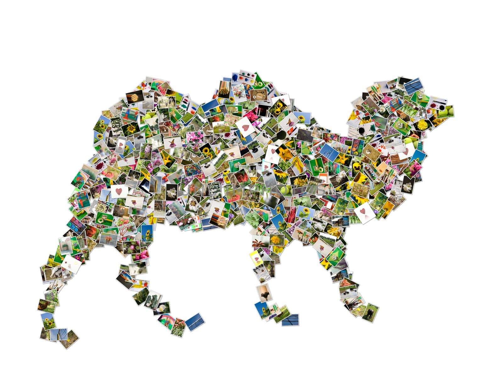 Camel symbol, photos collage isolated on a white background