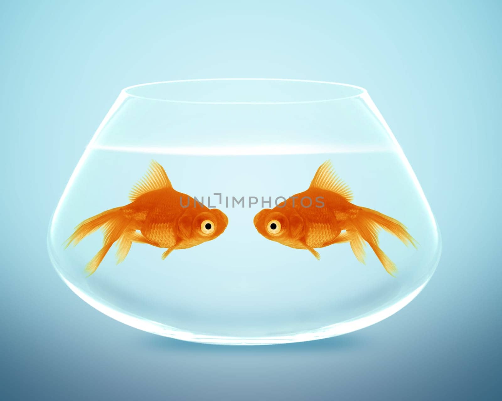 Two goldfish  in fishbowl falling in love, lose one&#039 s heart