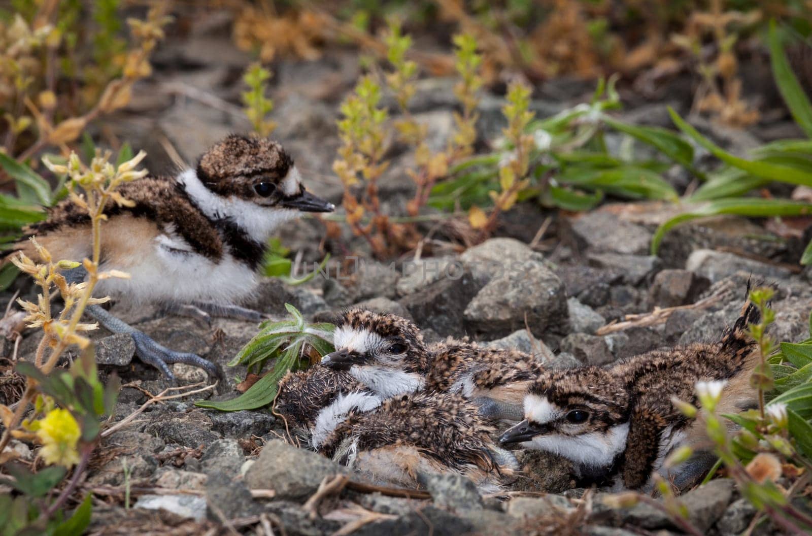 Newly hatched killdeer chick in nest with eggs
