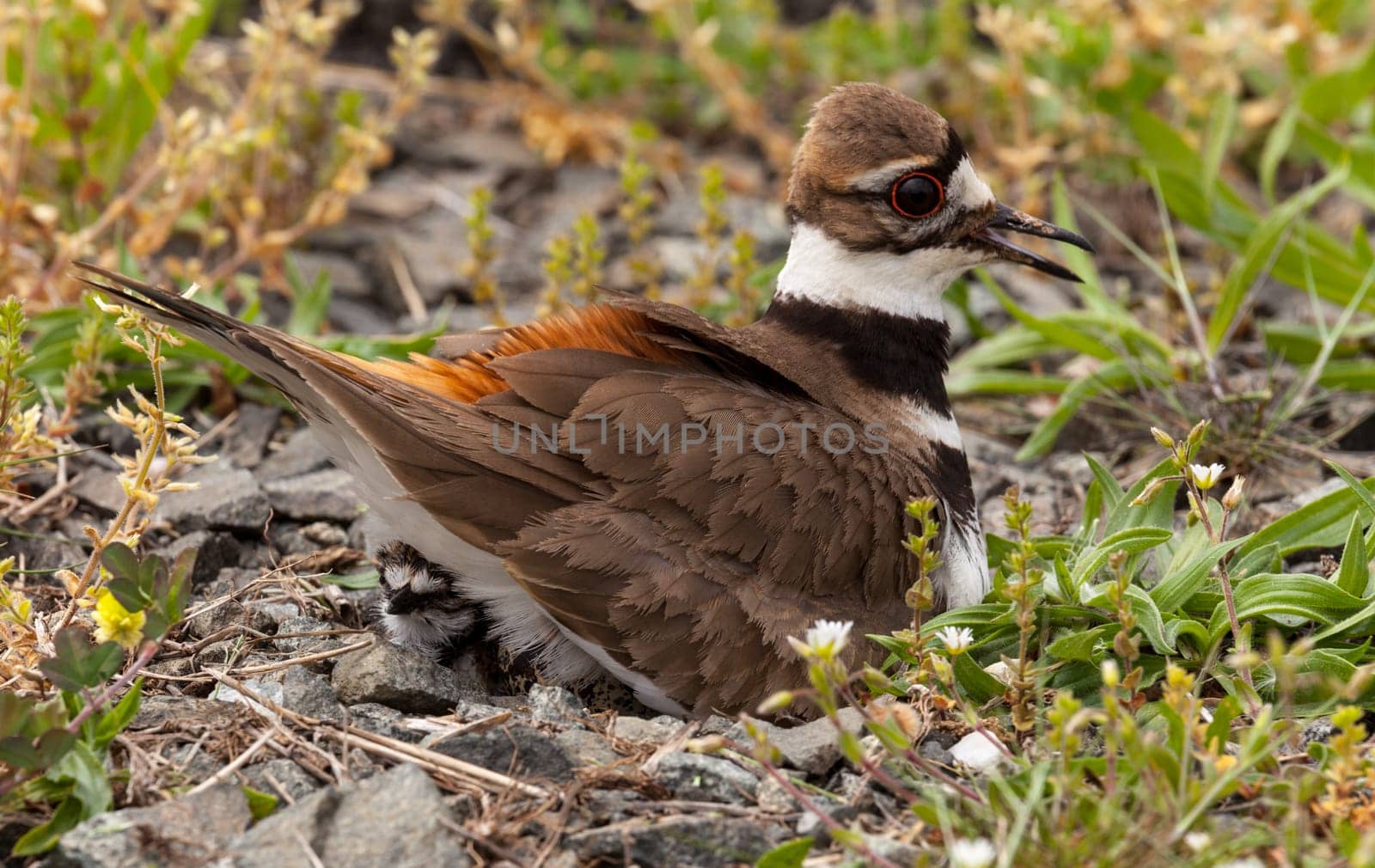 Close up shot of Killdeer bird at nesting time sitting with chicks and eggs on nest
